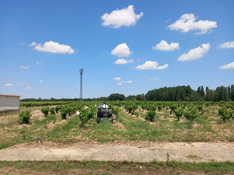 Aplicación ONFRUIT 360 en viñedo espaldera