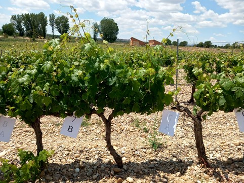 Aplicación ONFRUIT 360 en viñedo vaso