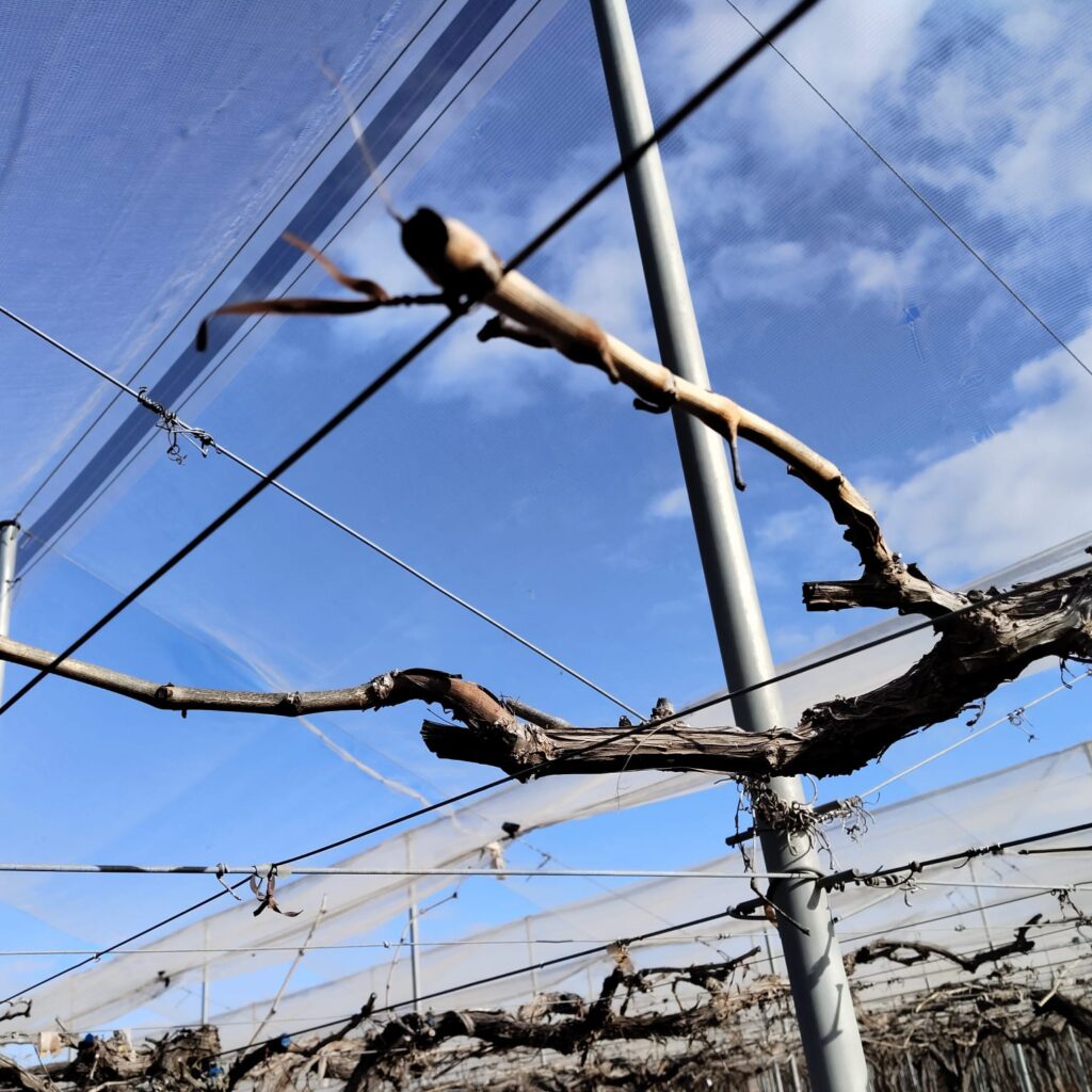 Detalle de conteo y registro