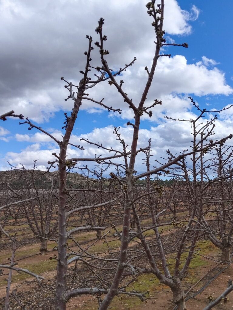 Conteo de yemas en cerezo - Jumilla