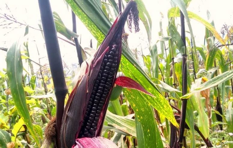 Campo peruano con tecnología Agerpix